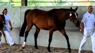 BEFBritish Breeding Futurity Evaluations [upl. by Shear59]