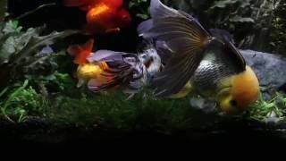 Goldfish aquascape [upl. by Sisak]