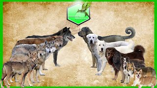 Shepherd dog vs Wolfs Species Comparison Dog vs WolfWolwes and Dog [upl. by Artemisa]