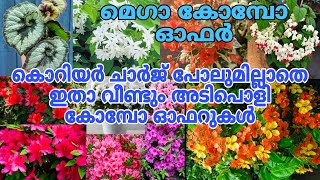 🥰🌼🌻ഇതാ വീണ്ടും എത്തി കൊറിയർ ചാർജ് ഇല്ലാതെ ഒത്തിരി കോമ്പോ ഓഫിറുകൾ reels garden plants [upl. by Nawor]