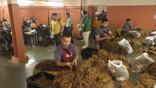 Participantes del festival «Puro sabor 2024» visitan fábricas de tabaco en Estelí [upl. by Dorthy]