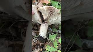 Russula nigricans  tossico ☢️ Conoscere i funghi Pillole di Micologia con Giacomo Jack Isp Micologo [upl. by Sherl]