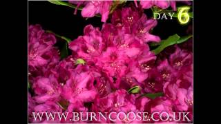 Rhododendron Nova Zembla flower opening  timelapse  slow motion [upl. by Ydennek]