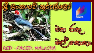 ශ්‍රි ලංකා වත රතු මල්කොහා  Watha rathu malkoha  Redfaced Malkoha  Phaenicophaeus pyrrhocephalus [upl. by Haeckel296]