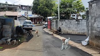 Riviere Des Creoles Village  South Mauritius 🇲🇺 [upl. by Miarhpe121]