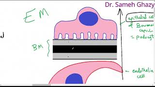 systemic pathology 47  Urinary system 1 pathology of glomerular diseases  DR SAMEH GHAZY [upl. by Einomrah191]