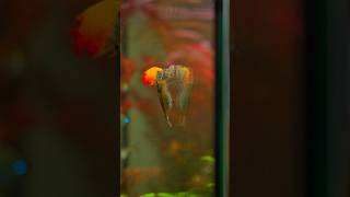 Amano SHRIMP vs Honey GOURAMI  Part 2 😃 [upl. by Yenffit746]