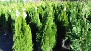 See How to Fertilize your Cedars and Arborvitae [upl. by Otrebmuh]