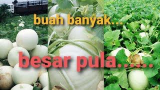 ini dia trik membesarkan amp memperbanyak BUAH MELON tanpa sortir [upl. by Oirelav]