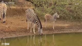 Kwa Maritane Africam Zebras and foal at waterside [upl. by Aekahs19]