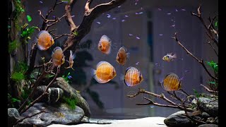 Best Nature Discus Aquarium Setup  Home Aquascape for Discus [upl. by Macintosh]