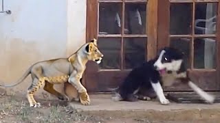 You Must See To Believe Rare Animal Moments Caught on Camera [upl. by Akiehsat]