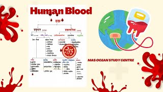 Human Blood Composition Functions Diseases and Importance 🩸✨ [upl. by Nylrebmik833]