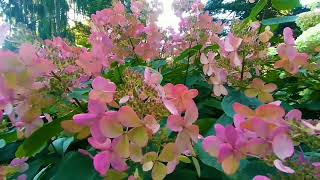 HYDRANGEA  PANICULATA WIMS RED [upl. by Faxun540]