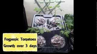 Fogponic tomatoes  Speed of Growth [upl. by Carlita]