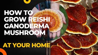 Cultivation Method  Reishi Ganoderma lucidum Cultivation  Lingzhi Mushroom [upl. by Nilrah]