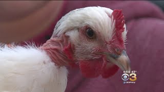 CDC Warns Chicken Farmers Owners Against Dressing Chickens Up for Halloween [upl. by O'Neil]