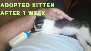 Adopting A Kitten  kitten after 1 week at Home [upl. by Leong]