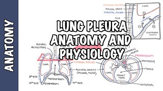 Lung Pleura  Clinical Anatomy and Physiology [upl. by Leinahtan]