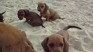 kaninchen teckel pups op het strand clip 3 [upl. by Gniliem392]