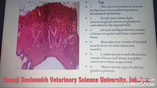 Histology of Digestive system part 1 [upl. by Elgna]