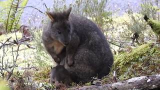 Tasmanian Pademelon and Frenetic Kenetic Joey [upl. by Mcnalley399]