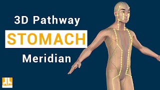 Stomach Meridian  3D pathway from point to point [upl. by Marsiella]