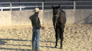 Groundwork basics with a 3 year old warmblood stallion [upl. by Secnarfyram]