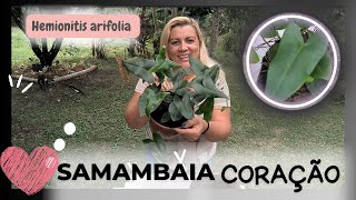 samambaia coração  Hemionitis arifolia  conhecer vem conhecer tudo sobre ela se não conhece ainda [upl. by Tijnar]