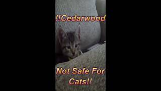 Cedarwood Oil Is NOT Safe For Cats [upl. by Painter302]