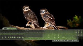 Southern Boobook  Owl Calls and Sounds [upl. by Puto]