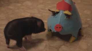 Piggy Tales 04 Mini Pot Belly Pig Ebenezer funny tricks playing with dog cat micro pig [upl. by Adara22]