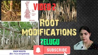 Morphology of flowering plants l root modifications l Class 11 NCERT NEET Biology chapter 5 l [upl. by Ihsar]