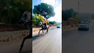 horse and car race  horse riding shorts horse youtubeshorts horseriding youtube [upl. by Raskind270]