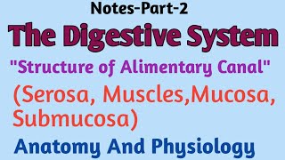 Digestive SystemquotStructure of Alimentary CanalquotSerosa musclemucosaAnatomy and Physiology [upl. by Janka]