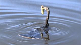 Anhinga the quotSnakebirdquot Famous spear technique for a fresh meal quotwater turkeyquot [upl. by Ettezil]