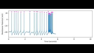 Wholecell recording of a Nkx21 interneuron [upl. by Natsuj]