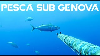 Pesca Sub Genova  Raccolta Cattura Palamite 2019 [upl. by Jourdain]