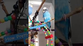 those two are so close that Rubin protects Wallace amp Ollis🪺 birdlovers babybudgie subscribehere [upl. by Eelah]