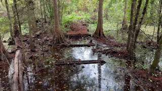 Barataria Preserve Jean Lafitte National Historical Park 2024 Ring Levee Trail [upl. by Arlana]