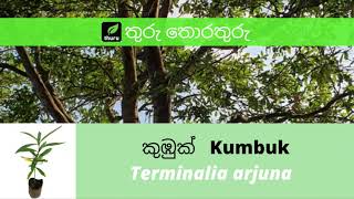 තුරු තොරතුරු 3  කුඹුක්KumbukTerminalia arjuna [upl. by Modla86]