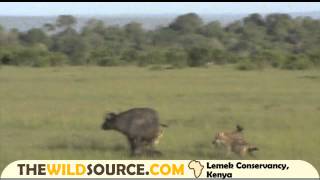 Cape Buffalo Mom Denies Spotted Hyena Hunt of Her Calf Right After Giving Birth  Kenya Safari [upl. by Tanney]