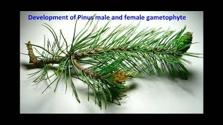 Development of Pinus male and female gametophytes  life cycle of pinus [upl. by Radnaxela]