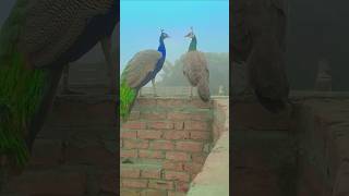 Peafowl pair locking nice  peacock pair  mor peacock peafowl mor [upl. by Atterg]