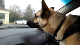 German Shepherd Ronin barking at strangers [upl. by Raney837]