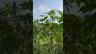 Seeds and leaves of Ricinus communis [upl. by Shantee819]