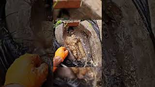 Unclogging Drains How to Handle Grease Build Up [upl. by Beaner]