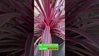 My Cordyline Plant❤️ [upl. by Assirroc]