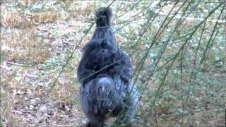 Silkie Roosters Crowing amp Hen Talking [upl. by Perreault241]