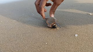 Buying Fresh Fish  Bangde Fish  Karnataka Karwar Beach 2024 [upl. by Moth]